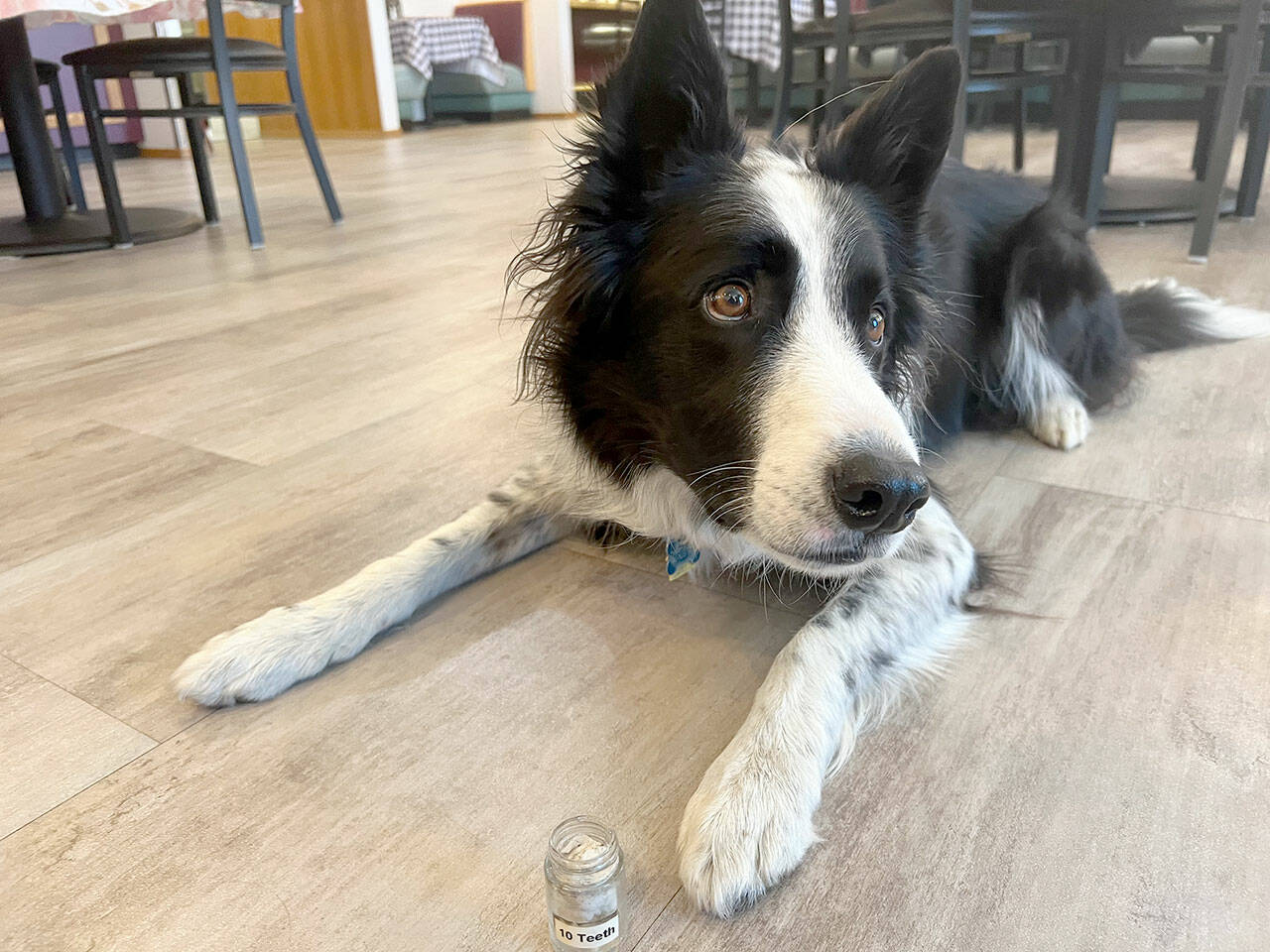 Riley the Border Collie demonstrates the alert position to indicate he’s found something — in this case a training set of human teeth — during a presentation the the Port Angeles Nor’wester Rotary at Joshua’s Restaurant on Friday. Riley works for the Canine Forensics Foundation in Sequim which helps clients find archeological human remains across the nation and the world. (Peter Segall/Peninsula Daily News)