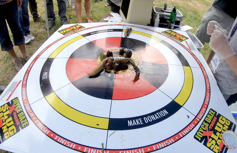 Race official Erin Bertleson, right, of Joyce watches with clenched fists as Seattle Spew and Slug-o-War jostle for the finish line. All proceeds benefit Clallam County Fire District No. 4 in Joyce. (Sam Nugent)