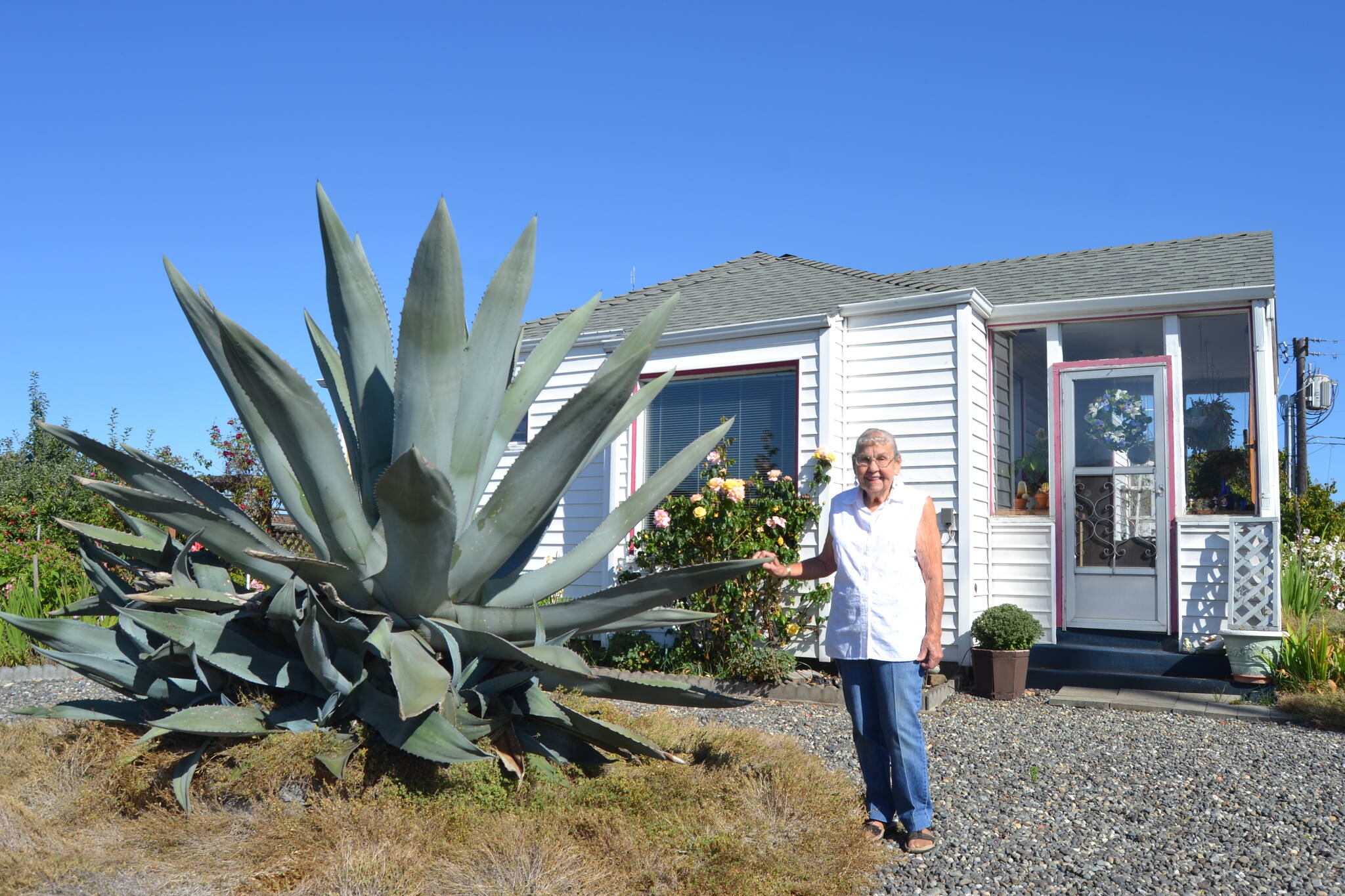 Matthew Nash / Olympic Peninsula News Group
This agave plant, pictured in 2020, was bought nearly 30 years ago by Isobel Johnston when it was about the size of a baseball, and it’s now preparing to bloom with a sprout that could grow more than 25 feet tall.