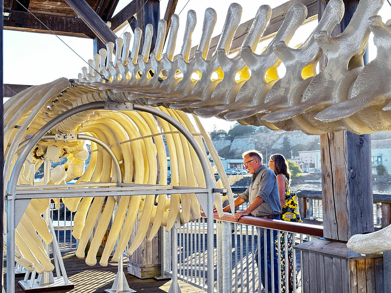 Visitors to Union Wharf in downtown Port Townsend read information about a North Pacific gray whale that was stranded on a beach in Port Ludlow and died in 2019 as they look at a display of the 42-foot whale’s skeleton on Union Wharf in Port Townsend. (Steve Mullensky/for Peninsula Daily News)
