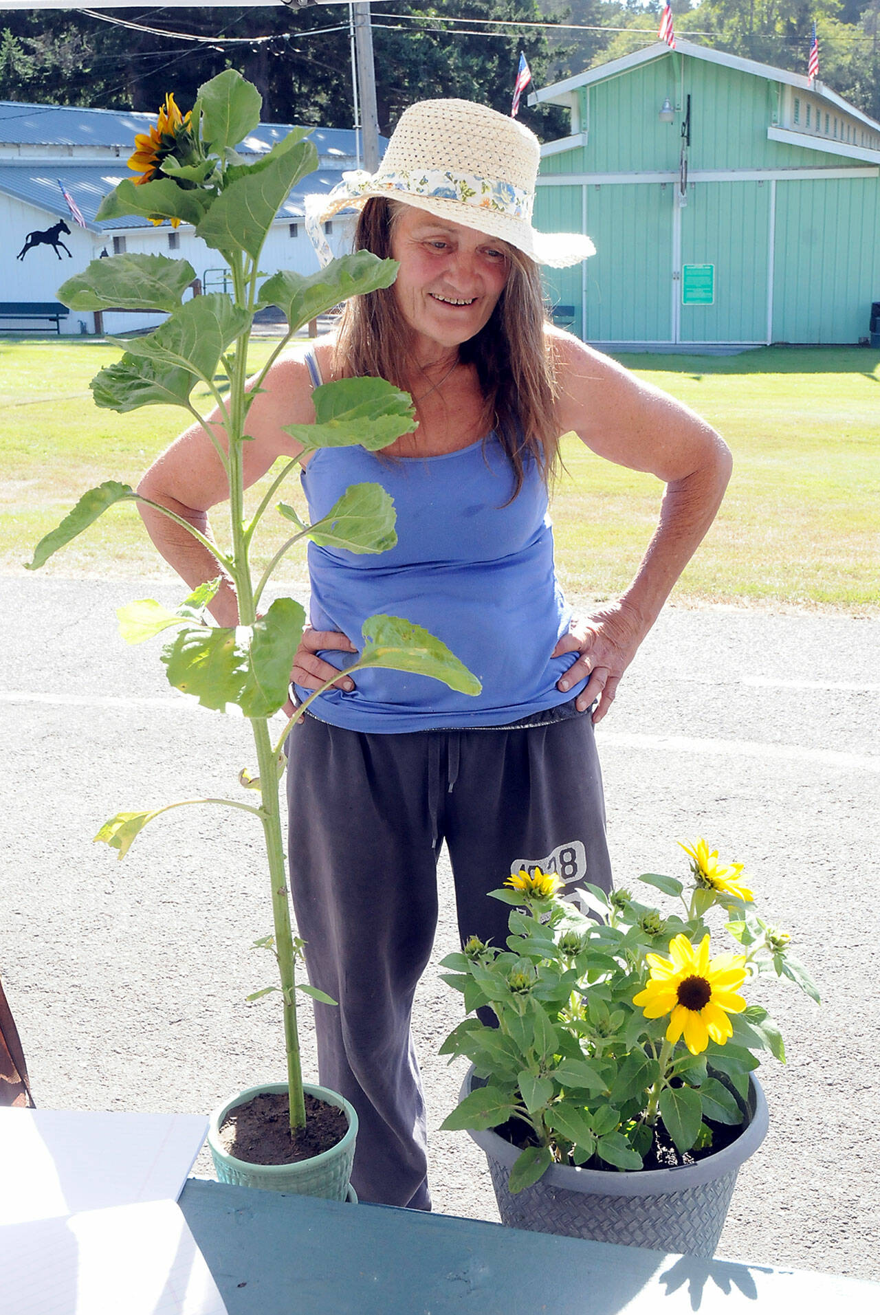 Brigette Buckley of Sequim checks in her sunflowers for early judging on Wednesday at the Clallam County Fair in Port Angeles. (Keith Thorpe/Peninsula Daily news)
