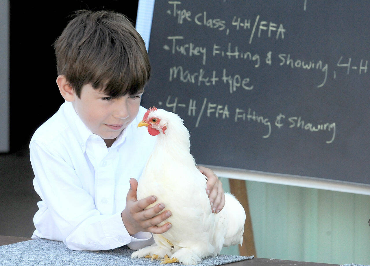 Rowan Geraco, 6, of Port Angeles, a member of the East Clallam County 4H Livestock Club, shows his white Cochin chicken for judging on Thursday at the Clallam County Fair in Port Angeles. (Keith Thorpe/Peninsula Daily News)
