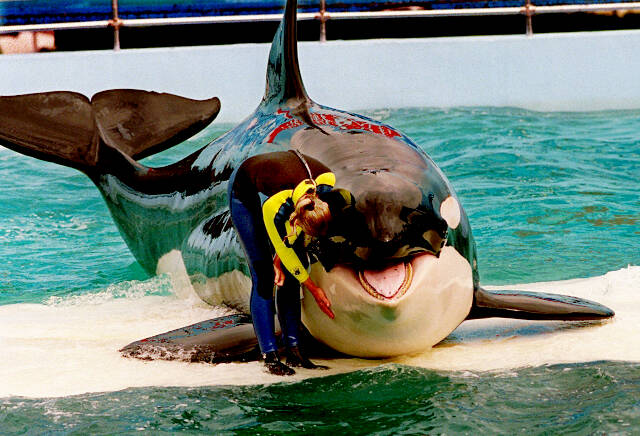 FILE - Trainer Marcia Hinton pets Lolita, a captive orca whale, during a performance at the Miami Seaquarium in Miami, March 9, 1995. Lolita, an orca whale held captive for more than a half-century, died Friday, Aug. 18, 2023, at the Miami Seaquarium as caregivers prepared to move her from the theme park in the near future. (Nuri Vallbona/Miami Herald via AP, File)