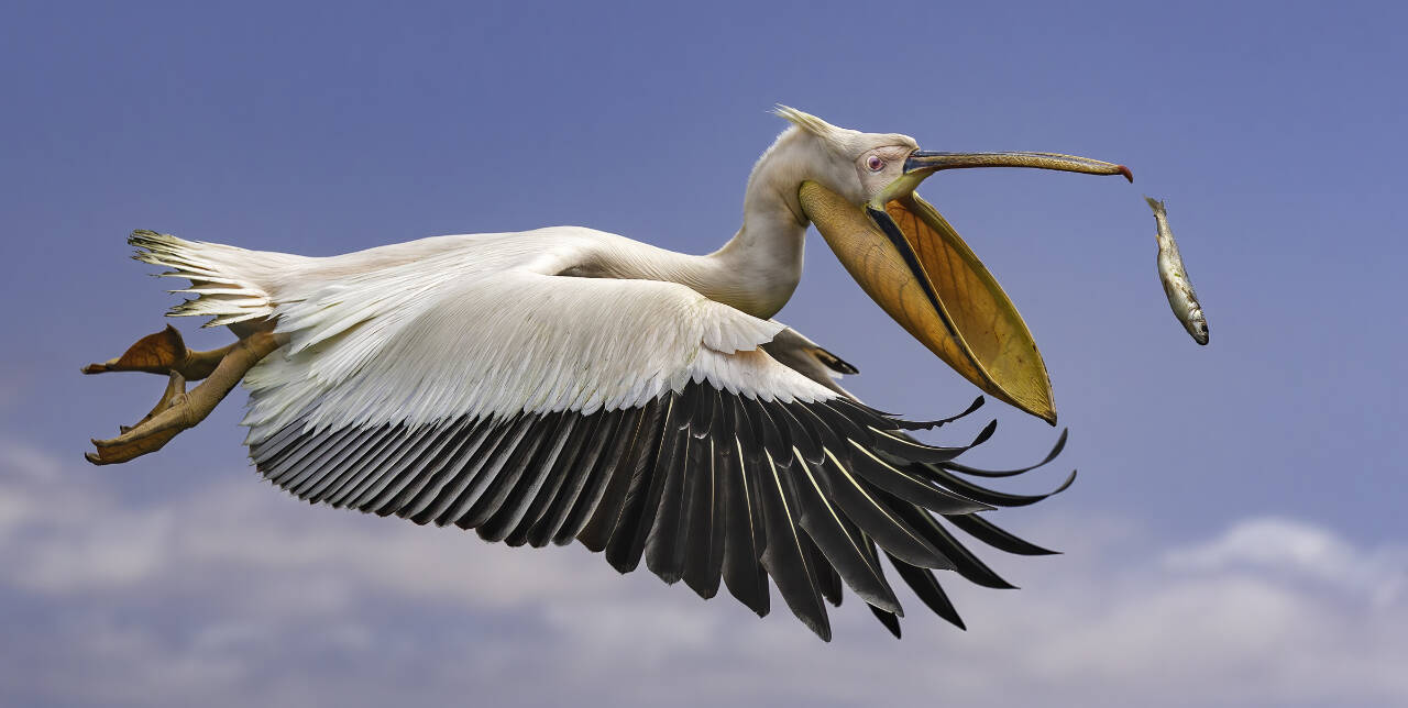 “Catch of the Day” helped Bruce Fryxell, Olympic Peninsula Camera Club president, take home the gold medal for the top photograph in his group at the National Inter-club Photo Competition. (Bruce Fryxell)