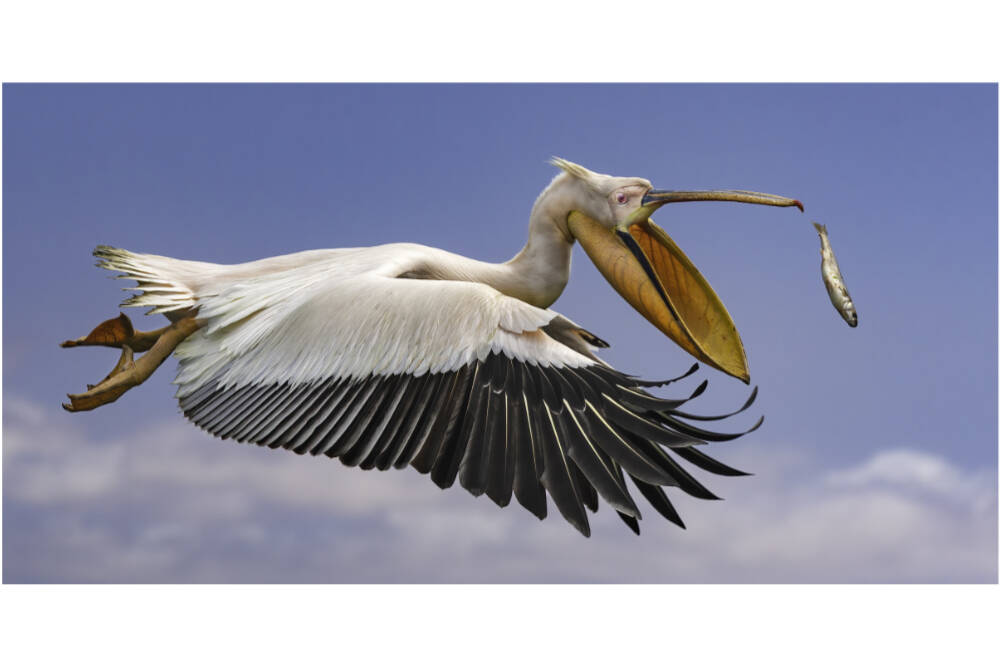 “Catch of the Day” helped Bruce Fryxell, Olympic Peninsula Camera Club president, take home the gold medal for the top photograph in his group at the National Inter-club Photo Competition. (Bruce Fryxell)