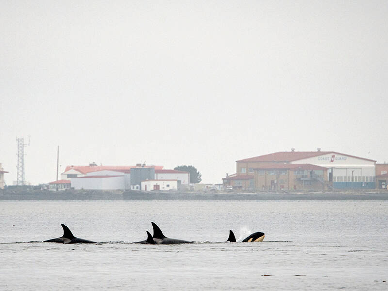 Several orcas are spotted in Port Angeles harbor on Friday with Ediz Hook and the U.S. Coast Guard station in the background. Light rain and cloudy skies are in the forecast for early this week, although the sun and temperatures are in upper 60s to low 70s is expected for the weekend. (Ken and Mary Campbell)