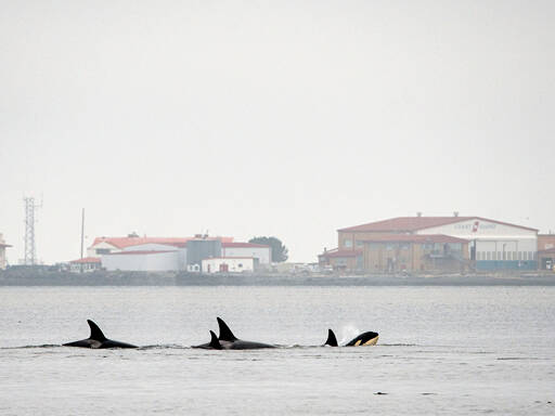 Several orcas are spotted in Port Angeles harbor on Friday with Ediz Hook and the U.S. Coast Guard station in the background. Light rain and cloudy skies are in the forecast for early this week, although the sun and temperatures are in upper 60s to low 70s is expected for the weekend. (Ken and Mary Campbell)