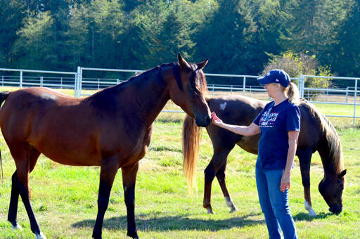 Arabian horse expert Sue Unger connects with Ana the bay mare at Chimacum’s Arabians at Egg I on Saturday. Behind them is liver chestnut Arabian mare Joelle. The farm was one of the stops on the weekend’s Jefferson County Farm Tour, which concluded Sunday. (Diane Urbani de la Paz/For Peninsula Daily News)