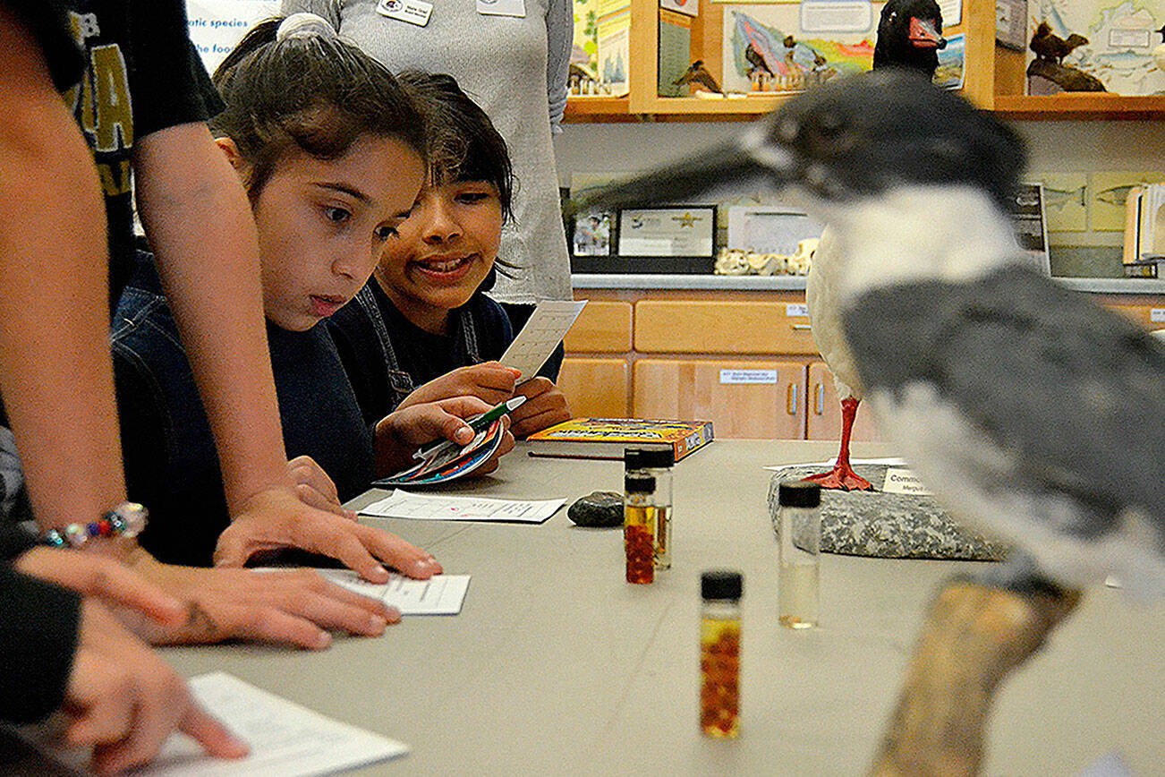 Matthew Nash/ Olympic Peninsula News Group

Ellen Dryke and Kassie Montero examine salmon eggs while learning about the American Dipper at the 2019 Dungeness River Festival. After a hiatus, the festival returns Friday.