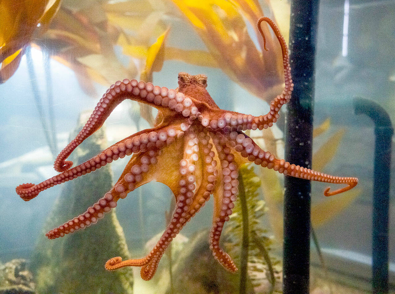 It’s a boy! Kakantu, a 15-month-old Giant Pacific Octopus, has been identified as a male by Ali Redman, aquarium curator for the Port Townsend Marine Science Center at Fort Worden State Park. The name Kakantu comes from the Klallam language and was chosen during the 2023 PTMSC Auction fundraiser. The name was approved by the Jamestown S’Klallam Tribe. Kakantu was removed from the ocean in July 2022 as a larva and now weighs about 700 grams or about 3/4 of a kilo. The Marine Science Center aquarium is open Saturday and Sunday. (Steve Mullensky/for Peninsula Daily News)
