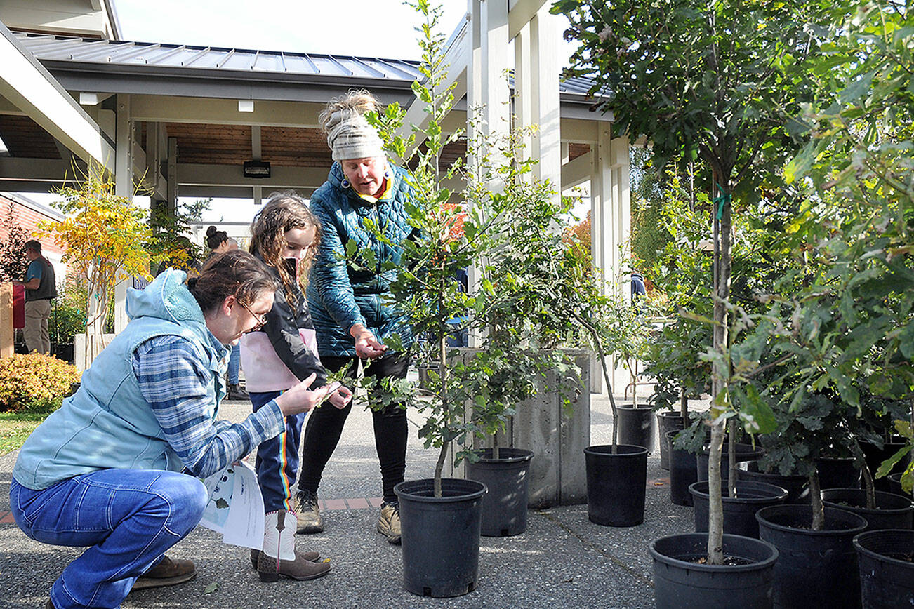 Ashley Rizan of Port Angeles, left, and her daughter, Zoe Rizan, 6, get assistance from City Shade project volunteer Drea Moore with picking out the perfect English oak tree during Saturday’s tree giveaway in front of Vern Burton Community Center in Port Angeles. About 250 trees, grown in the City Shade Nursery, were distributed to Port Angeles residents with the goal of having them planted along city rights-of-way to contribute to the community’s forest canopy. Another City Shade tree giveaway is planned for spring 2024. (Keith Thorpe/Peninsula Daily News)