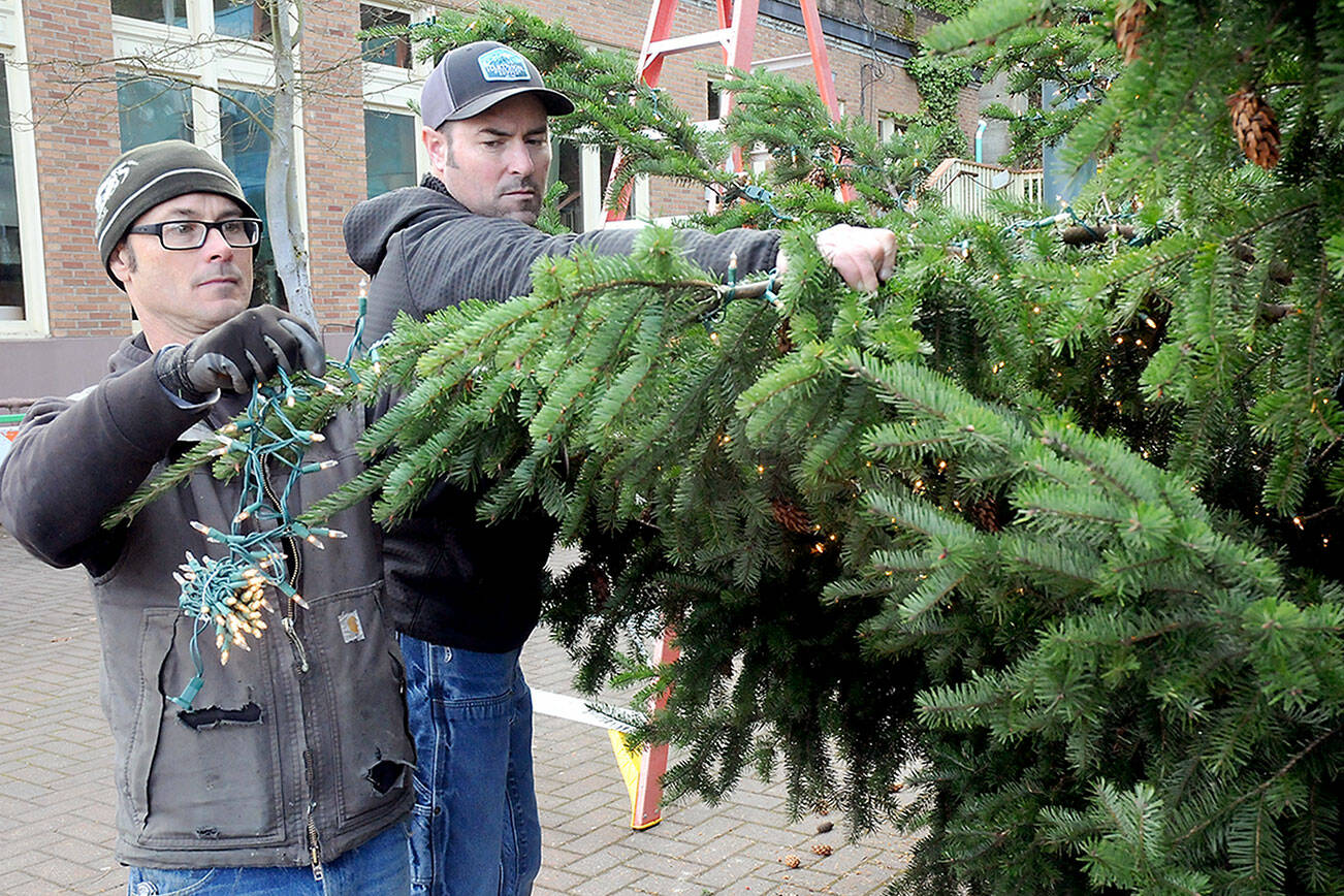 KEITH THORPE/PENINSULA DAILY NEWS
Port Angeles Parks and Recreation Department workers Eli Hammel, left, and Todd Shay string lights on the downtown Port Angeles Christmas tree at the Conrad Dyar Memorial Fountain on Tuesday in preparation for Saturday's lightning ceremony.
