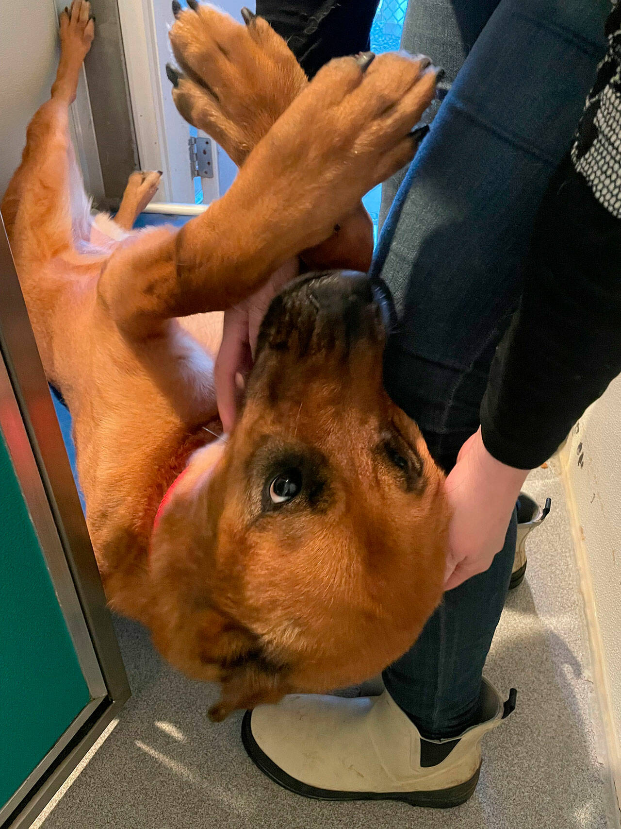 Bear, seen being scratched by Bark House Manager Nicole Miller, was the first dog surrendered to Olympic Peninsula Humane Society in 2023 and remains in the shelter as of press time. Staff said larger dogs typically take longer to adopt as Sequim’s population tends to prefer smaller dogs. OPHS and other rescue agencies are seeing more pet owners trying to surrender their pets, too, despite facilities being full. (Matthew Nash/Olympic Peninsula News Group)
Bear, seen being scratched by Bark House Manager Nicole Miller, was the first dog surrendered to Olympic Peninsula Humane Society in 2023 and remains in the shelter as of press time. Staff said larger dogs typically take longer to adopt as Sequim’s population tends to prefer smaller dogs. OPHS and other rescue agencies are seeing more pet owners trying to surrender their pets, too, despite facilities being full. (Matthew Nash/Olympic Peninsula News Group)