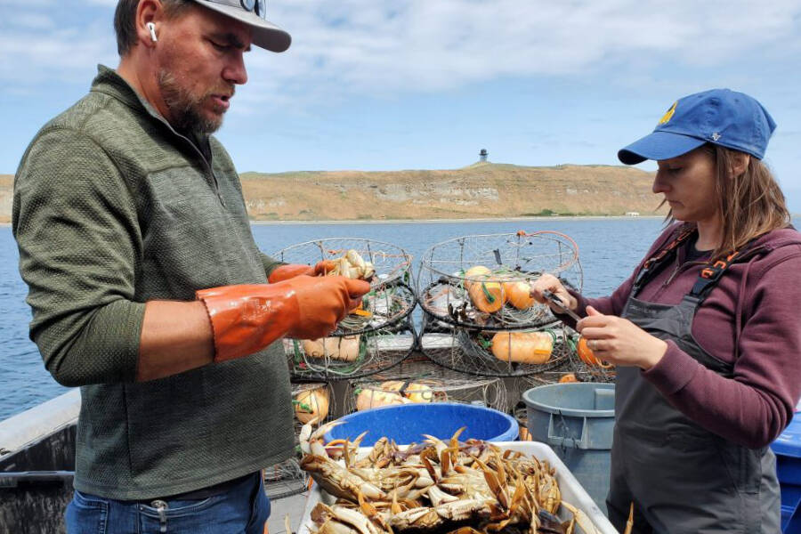 Jamestown S’Klallam Tribe/Northwest Indian Fisheries Commission
Jamestown S’Klallam tribal fisherman Josh Chapman and Jamestown S’Klallam Tribe shellfish manager Liz Tobin measure Dungeness crab samples as part of the genetics project.