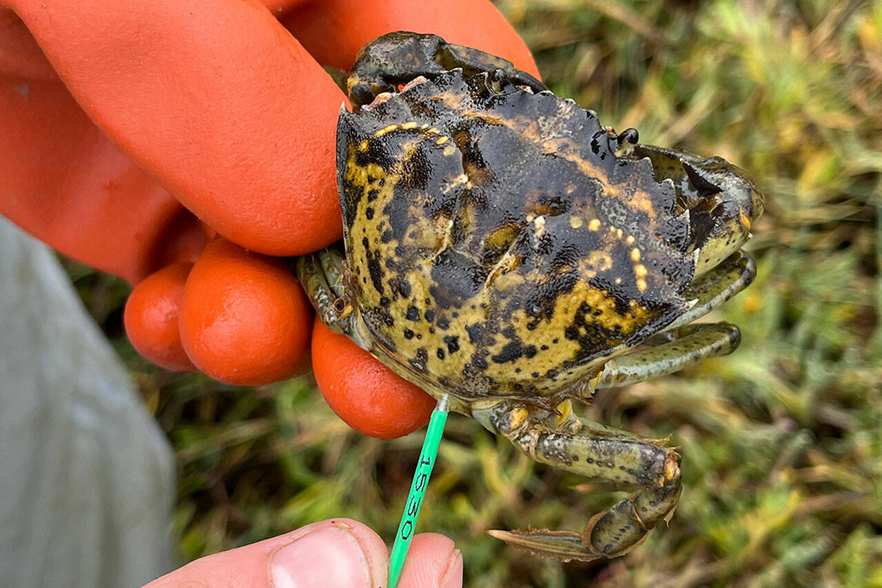 Makah Fisheries Management staffers shifted to trapping year-round in 2023 for the European green crab due to its continued presence in the Neah Bay area. The crab was also discovered within Neah Bay for the first time late last year. Staff also plan to continue tracking the crabs with a new system that tags their muscles instead of their shells to better see their movements and growth. (Makah Tribe)