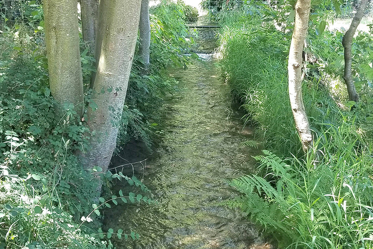 A portion of Sequim’s original Sequim Prairie irrigation ditch is tentatively set to be piped as part of a conservation effort to help the Dungeness River’s flow and endangered fish. Some neighbors and shareholders are opposed to the project because they feel they weren’t given an opportunity to provide input to project owner the Sequim Prairie-Tri Irrigation Association (SPTIA). They feel enclosing the ditch will kill nearby vegetation and negatively impact wildlife. (Lucinda Hayes)