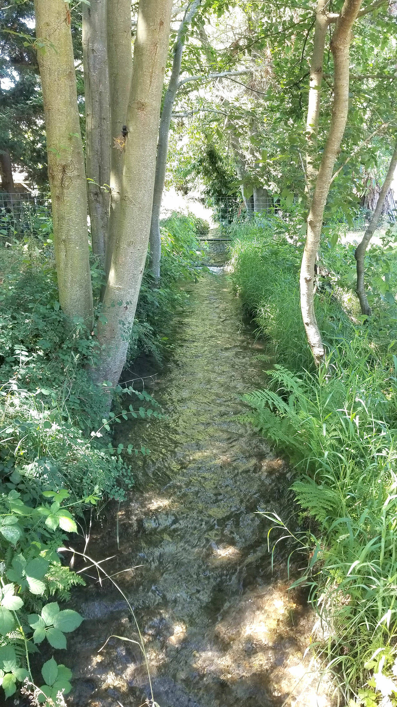 A portion of Sequim’s original Sequim Prairie irrigation ditch is tentatively set to be piped as part of a conservation effort to help the Dungeness River’s flow and endangered fish. Some neighbors and shareholders are opposed to the project because they feel they weren’t given an opportunity to provide input to project owner the Sequim Prairie-Tri Irrigation Association (SPTIA). They feel enclosing the ditch will kill nearby vegetation and negatively impact wildlife. (Lucinda Hayes)