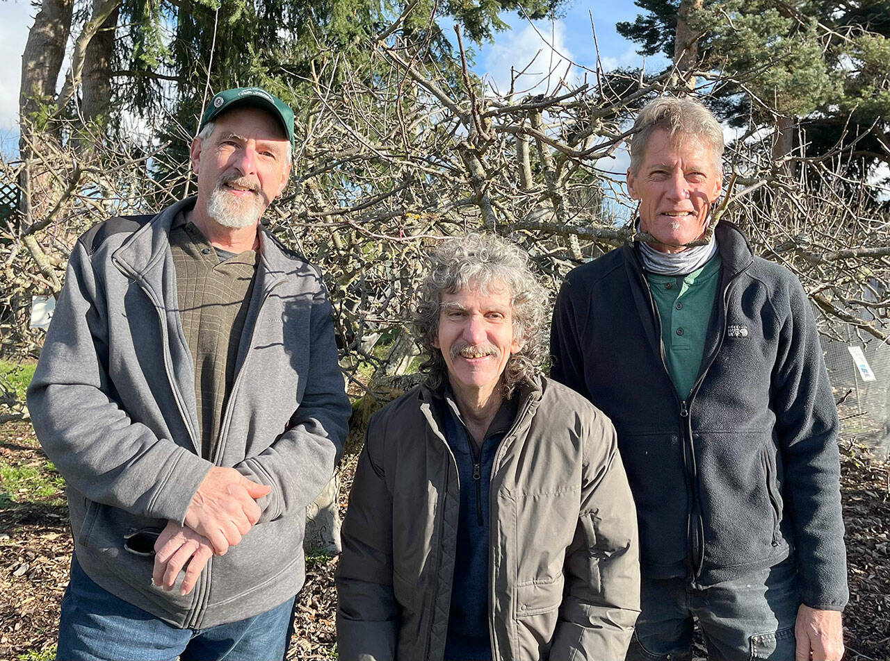 Clallam County master gardeners, from left, Keith Dekker, Tom Del Hotal and Gordon Clark will conduct a free fruit tree pruning workshop Saturday at the Woodcock Demonstration Garden in Sequim.