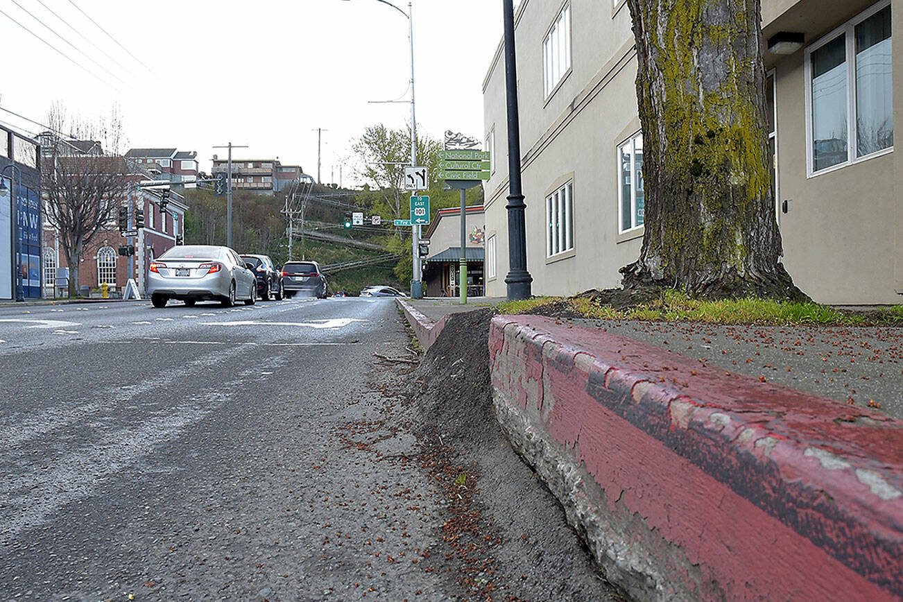 A tree that has grown out of its tree box and shattered a nearby curb and sidewalk in the 100 block of North Oak Street is among those targeted for removal and replacement in downtown Port Angeles. (Keith Thorpe/Peninsula Daily News)