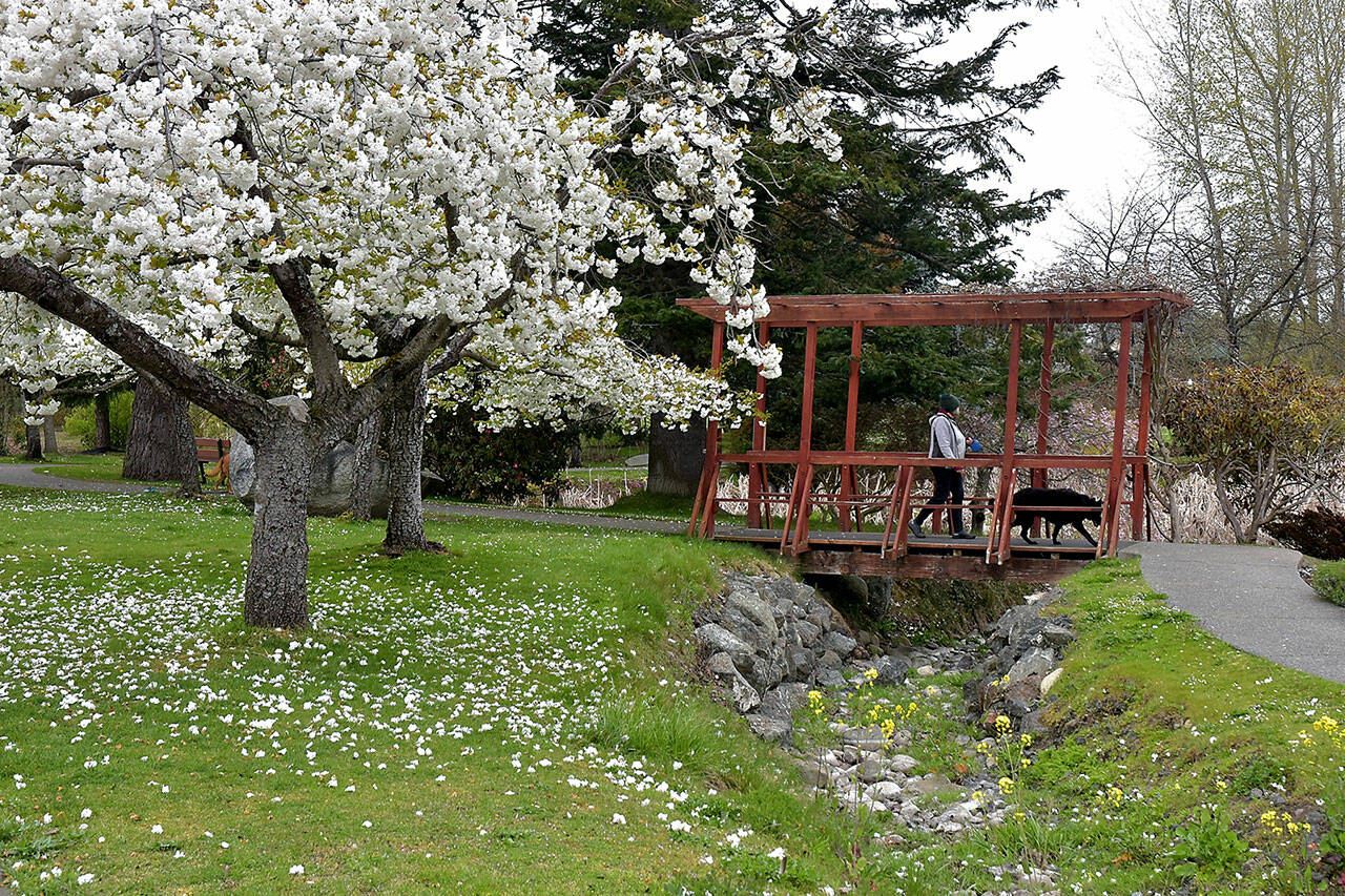 Bettylou Doern of Sequim and her dog, Gypsy, take a walk at the Japanese Garden at Sequim’s Carrie Blake Park on Wednesday. Fruit trees at the park are in full blossom while the nearby botanical garden is beginning to come into bloom as spring gets into full swing across the North Olympic Peninsula. (Keith Thorpe/Peninsula Daily News)