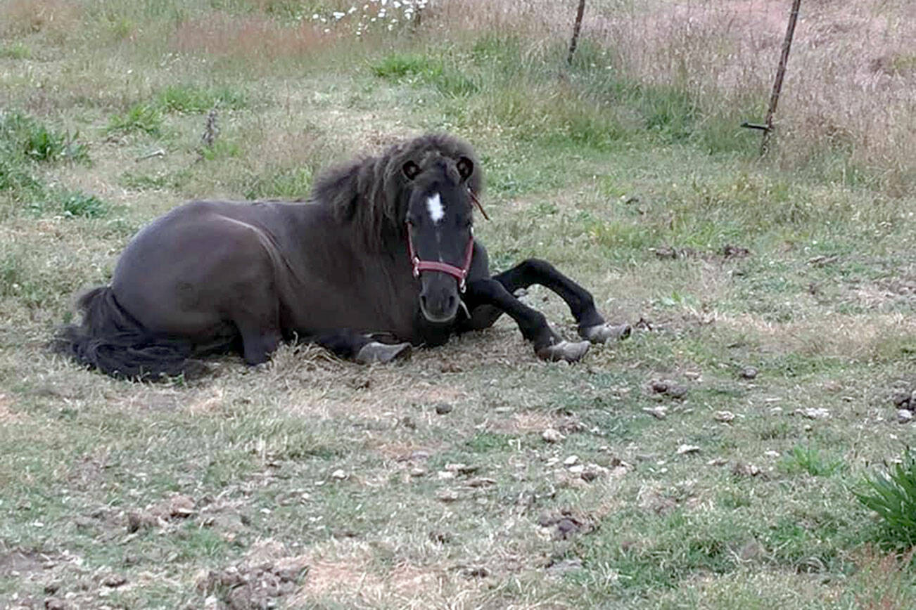 OPEN’s Spring Tack Sale is Saturday, 9 a.m. to 3 p.m., 251 Roupe Road (off Hooker Road). Proceeds benefit rescued horses, minis, ponies (such as the one pictured with grossly overgrown hooves) and donkeys. Western and English saddles, saddle pads, halters, sheets, bits, bridles; western jewelry, clothes, boots and more. (photo by Valerie Jackson)