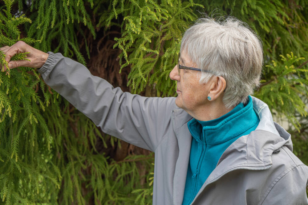 Priscilla Hudson is a member of the Sequim Prairie Garden Club, which is responsible for clearing a weed- and blackberry-choked 4 acres of land and transforming it into an arboretum and garden known as the Pioneer Memorial Park over the last 70 years. (Emily Matthiessen/for Olympic Peninsula News Group)