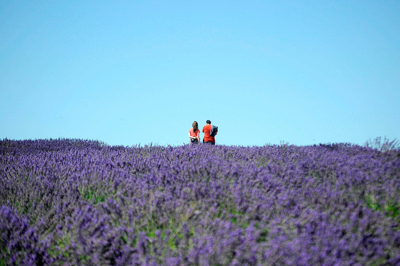 Revisions to Clallam County's code propose provisions for farms countywide, such as requiring guides for farm tours or clearly marked areas visitors can go. Retail stores are also proposed to be 1,000 square feet or less. (Matthew Nash/Olympic Peninsula News Group)