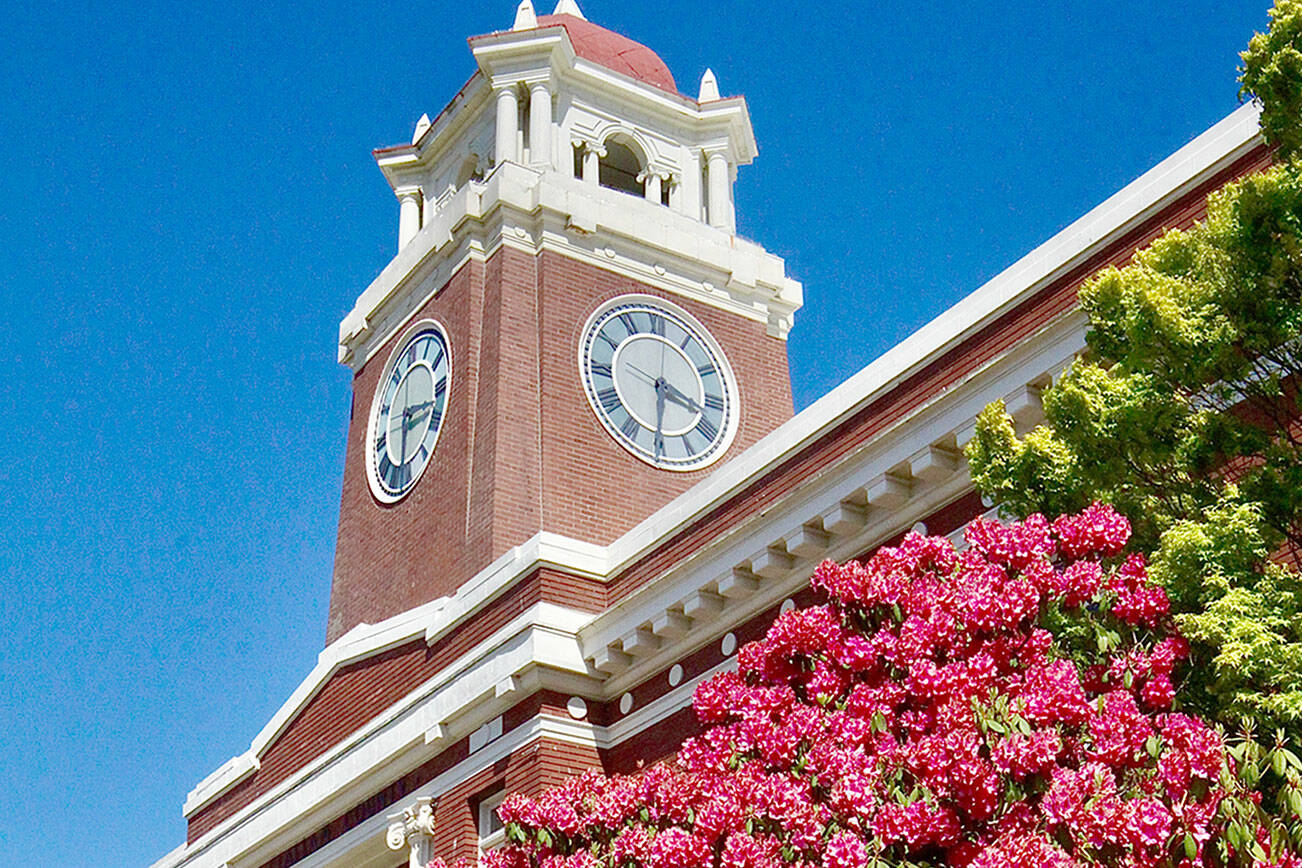 The rhododendrons in front of the Clallam County Courthouse are in full bloom on Monday. Spring weather will turn to showers for the rest of this week with high temperatures in the high 50s to low 60s. (Dave Logan/for Peninsula Daily News)