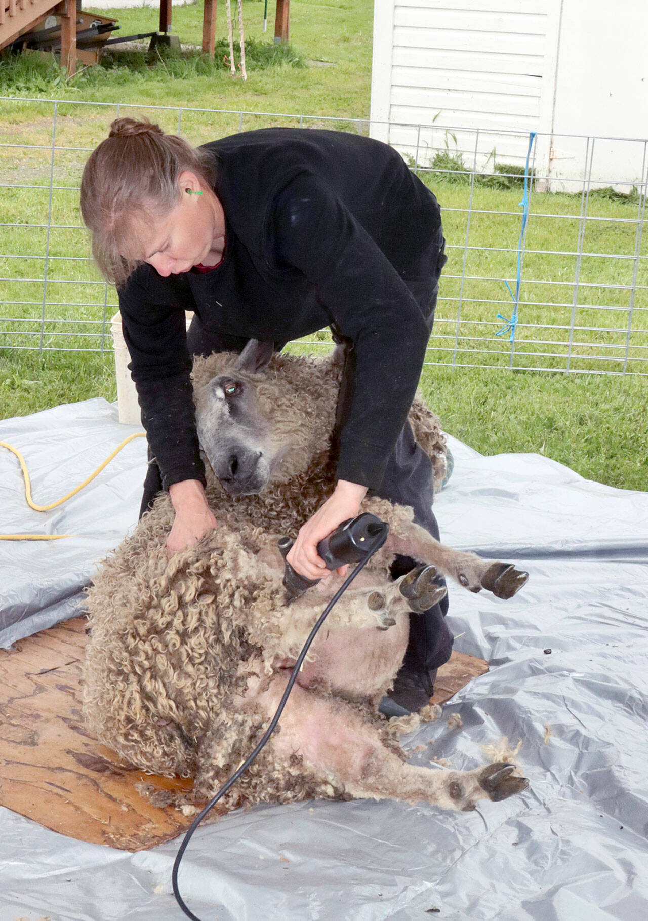 Elizabeth Resager of Bainbridge Island turns a sheep over so it is comfortable as she sheers its year-old woolen fleece, a highlight of the 41st Shepherd’s Festival at the Sequim Prairie Grange on Monday. The festival was half inside and half outside and included many vendors with sheep, goats, llamas and related products. (Dave Logan/for Peninsula Daily News)