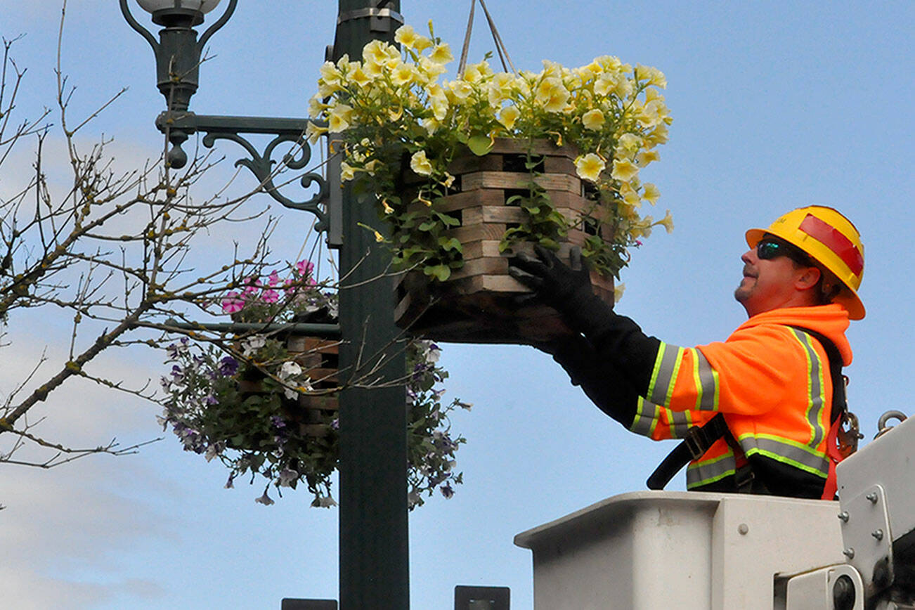 Jake Vanderwaal, a maintenance worker with the city of Sequim, places a flower basket on May 22 in downtown Sequim. Program organizers plan to have the baskets out until mid-October. (Matthew Nash/Olympic Peninsula News Group)