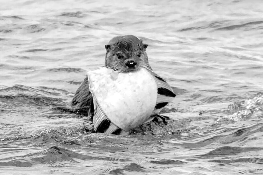 Emily Matthiesen
An otter shows off a starry flounder catch in Sequim Bay in April. The North Olympic Flounder Pounder derby in Port Angeles on June 8 will pay out the top five heaviest fish with a $3,000 first-place prize.