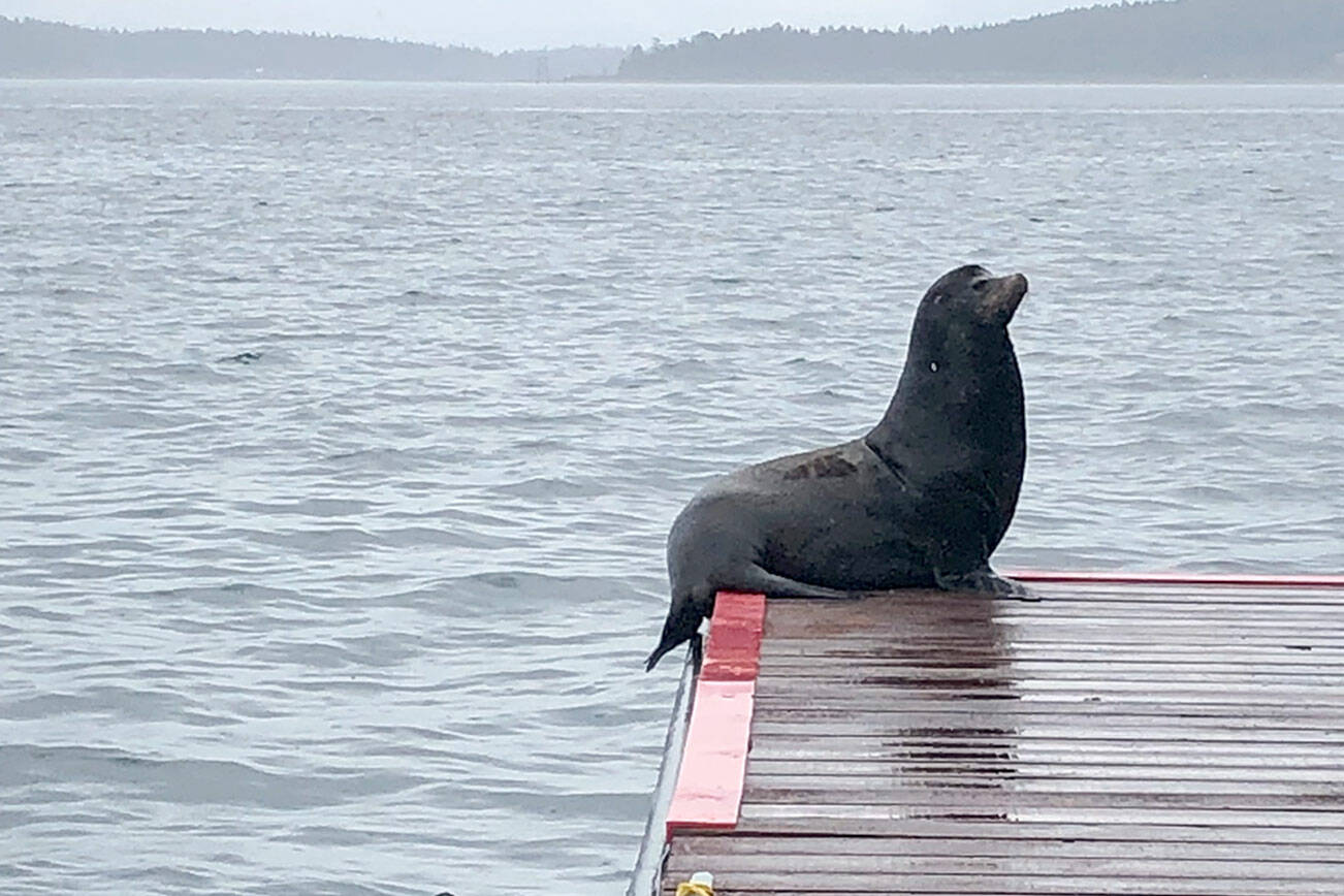 The Port of Port Townsend and Northwest Maritime have been trying to deter at least six male sea lions from taking up residence on dock floats at Union Wharf and Point Hudson. At the recommendation of NOAA Fisheries, they tied an inflatable orca resembling a sea lion predator to a dock. They are currently working on another method that will hopefully get the animals to leave before this weekend’s Race to Alaska events. (Port of Port Townsend)