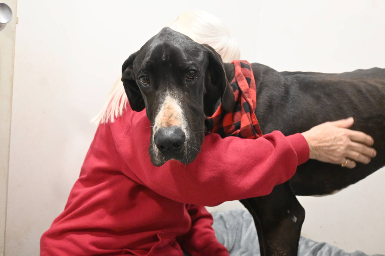 Barb Brabant, Welfare For Animals Guild (WAG) president, cuddles with Casey, an estimated 18-month-old Great Dane with severe injuries, at the WAG Half Way Home Ranch in Sequim. (Michael Dashiell/Olympic Peninsula News Group)