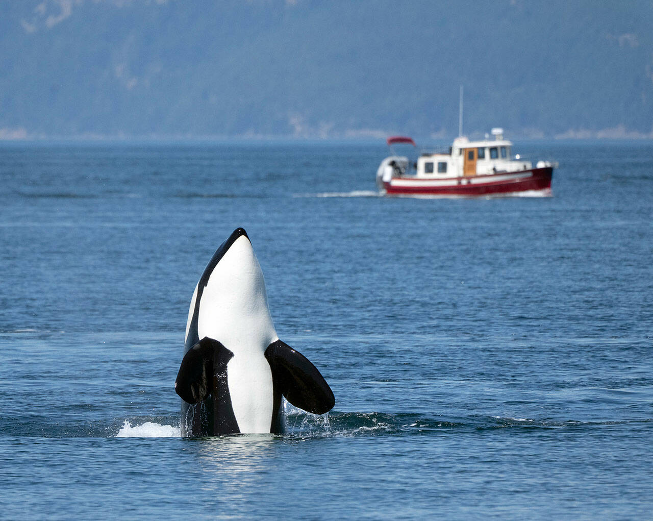 An Orca spy hops for a better look at its surroundings during an encounter on Wednesday in the Strait of Juan de Fuca near Sequim. (Steve Mullensky/for Peninsula Daily News)