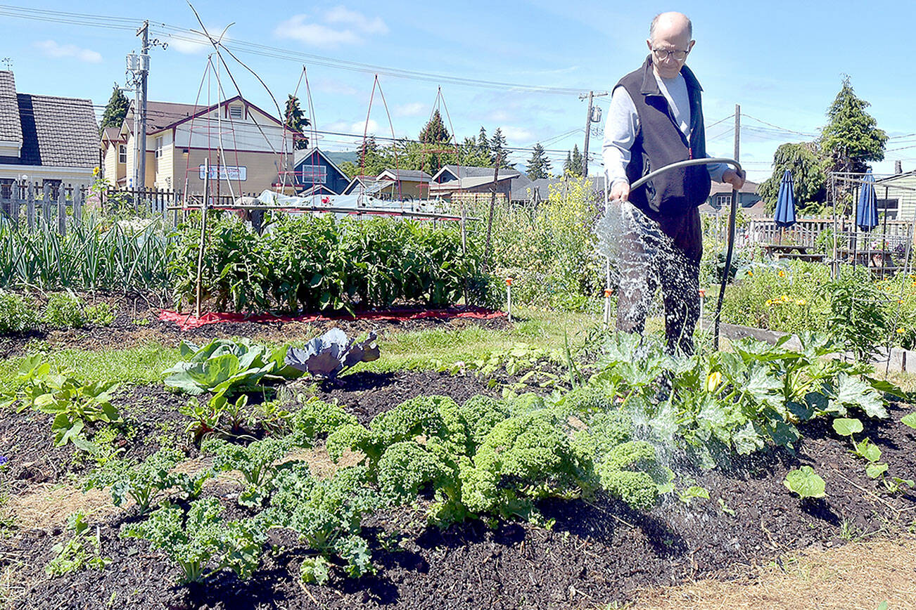 David Cox of Port Angeles gives a plot of mixed plants a good dose of water on Friday at the Fifth Street Community Garden in Port Angeles. The garden, part of the Washington State University Master Gardeners Demonstration Garden program, includes more than 50, 9-foot by 12-foot plots. The garden was developed on city property in 2011 with the goal of connecting people to the earth and their community through growing food. (Keith Thorpe/Peninsula Daily News)