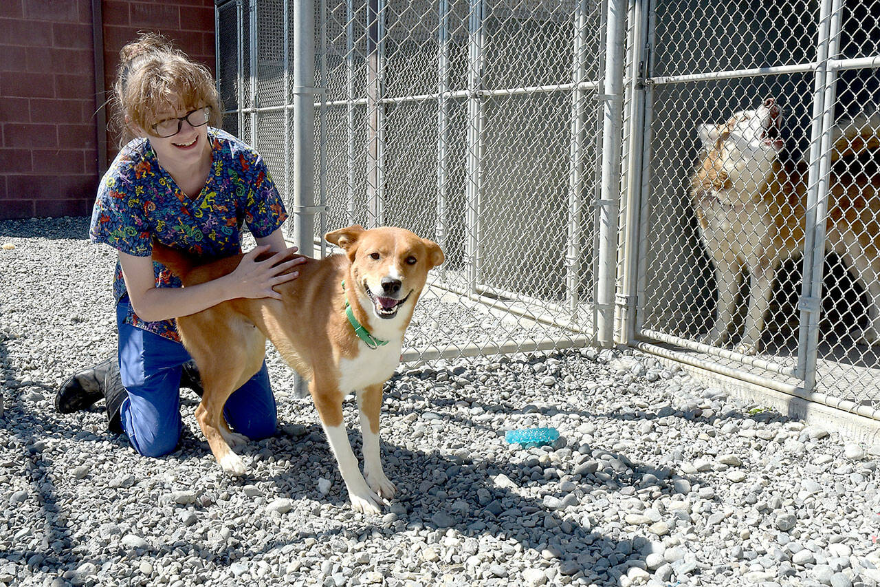 Chloe Turner, a kennel technician with the Olympic Peninsula Humane Society, gives some attention to Dingo, a canine housed at the society’s Bark House campus. (Keith Thorpe/Peninsula Daily News)