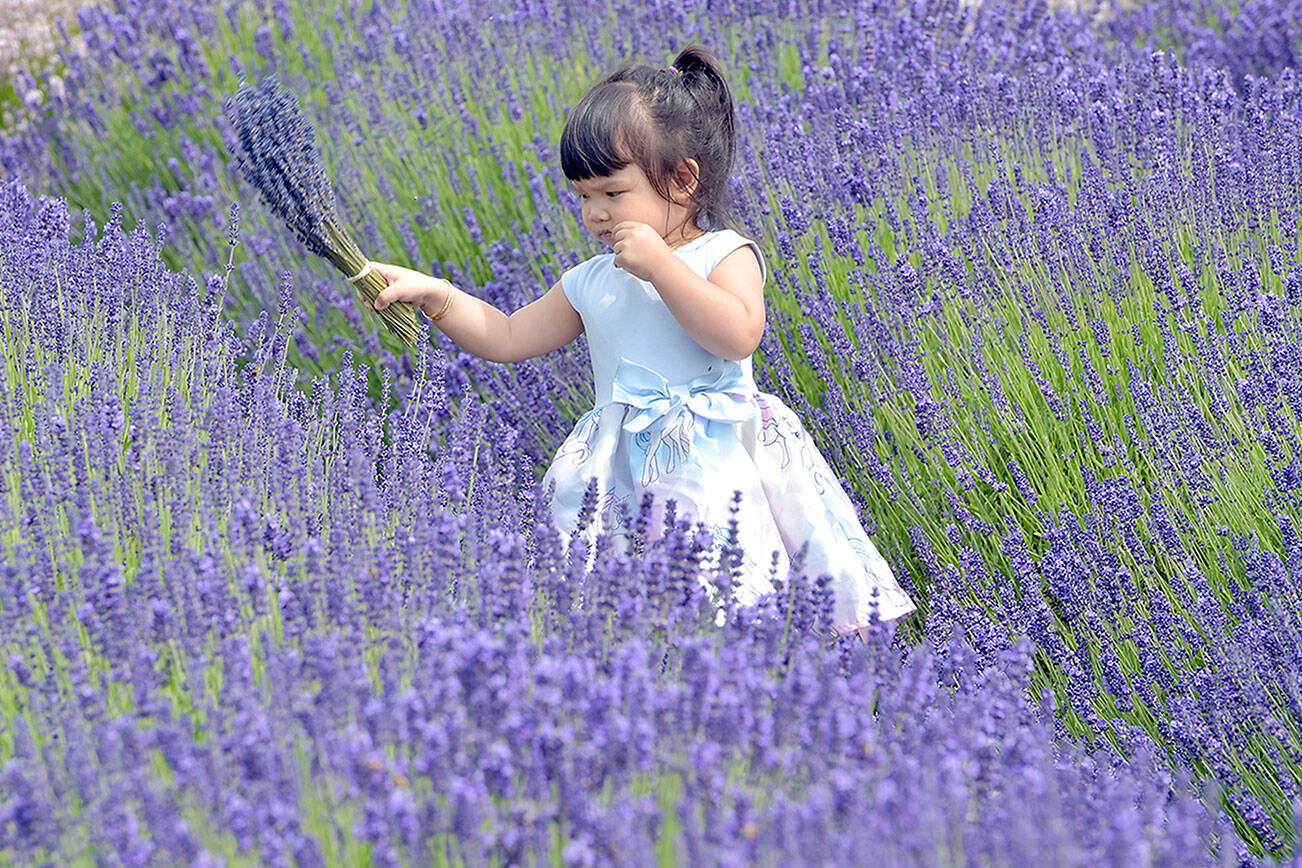 KEITH THORPE/PENINSULA DAILY NEWS
Siena Vo, 2, of Da Nang, Vietnam roams through a lavender field at B & B Family Farm on Wednesday near Carlsborg.