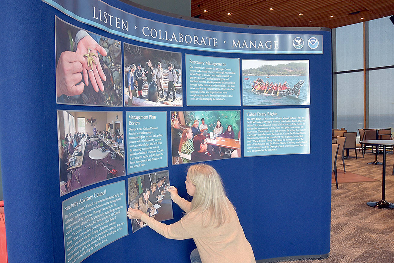 KEITH THORPE/PENINSULA DAILY NEWS
Erin Jaszczak, senior Program Operations Manager of the National Marine Sanctuary Foundation, assembles a display about the Olympic Coast National Marine Sanctuary in preparation for the sanctuary's 30th birthday on Friday at Field Arts & Events Hall in Port Angeles. The celebration included informational presentations, a film festival and a collection of outdoor displays and activities in nearby Pebble Beach Park.