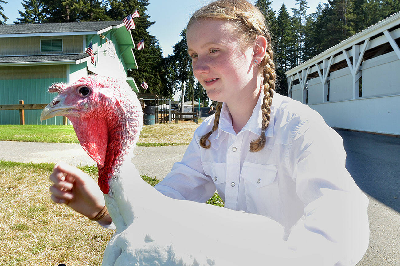 Kenzi Winters, 14, of Port Angeles, a member of the Lambchops 4H Club, along with her broad-breasted white turkey, Earl, wait for their chance in the show ring on Wednesday at the Clallam County Fairgrounds in Port Angeles. The fair officially opens today and runs through Sunday at the fairgrounds. (Keith Thorpe/Peninsula Daily News)