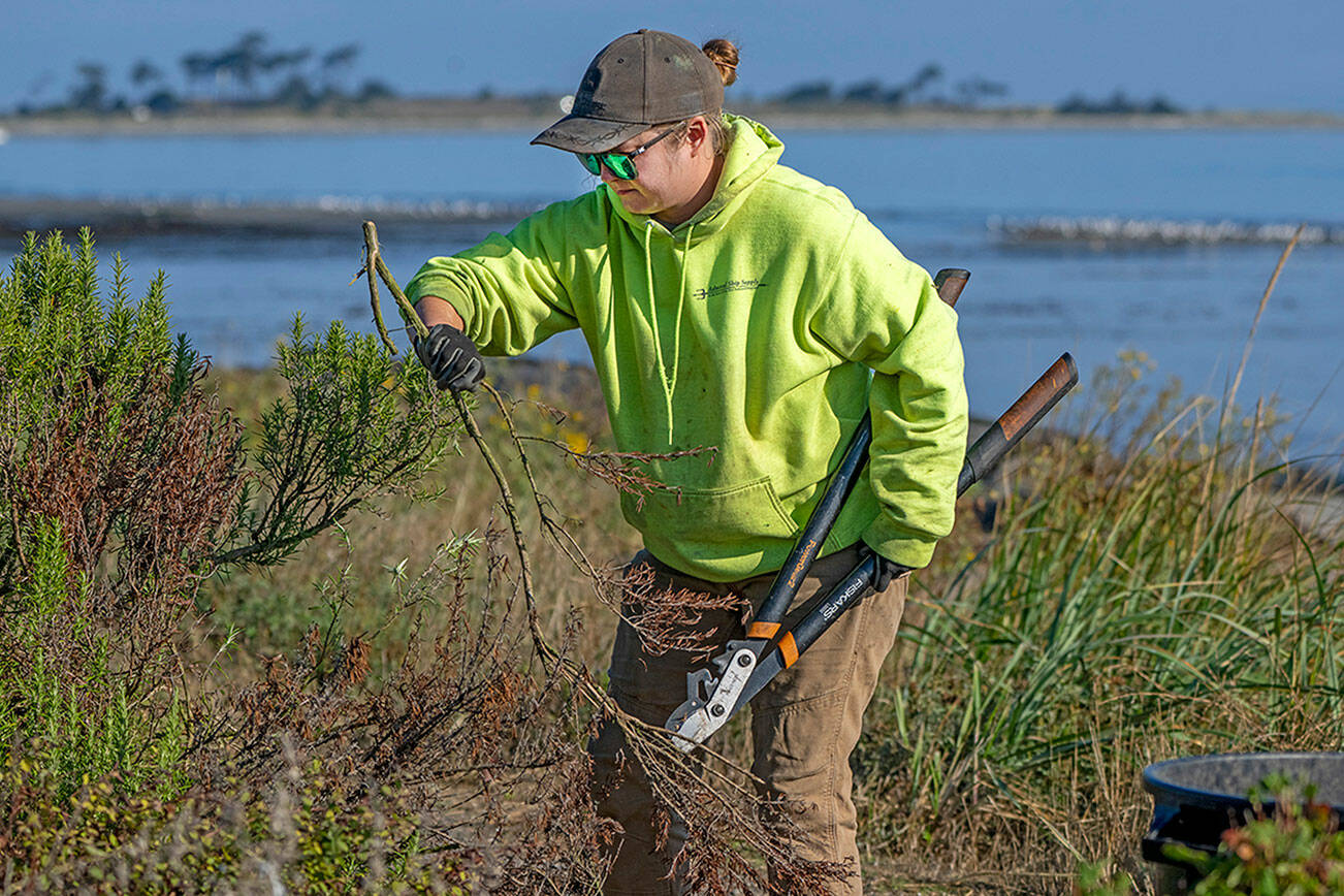 Port of Port Townsend employee Eva Ellis trims brush and weeds out of the rain gardens Wednesday morning at Point Hudson in advance of the annual Port Townsend Wooden Boat Festival Sept. 6-8 at Point Hudson Marina. (Steve Mullensky/for Peninsula Daily News)
