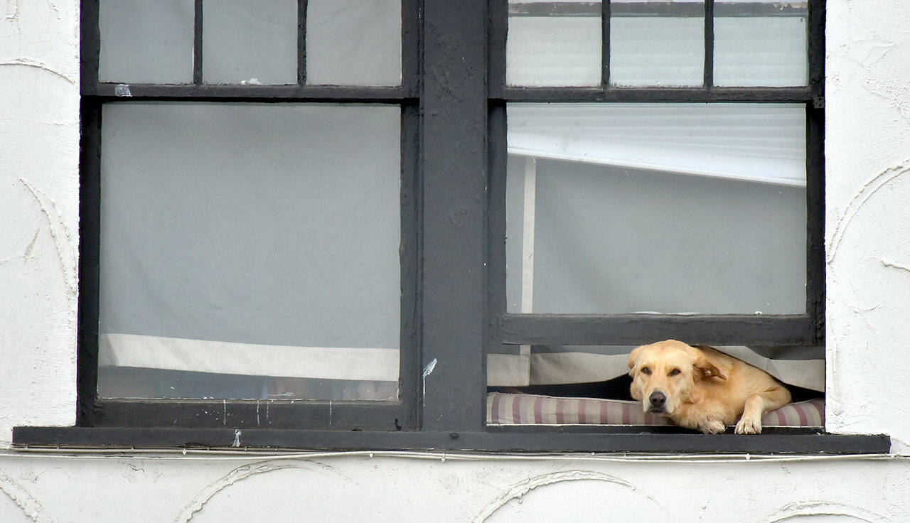 A Labrador retriever pokes its head out the second-floor window of an apartment building in downtown Port Angeles on Thursday. The dog seemed content with watching people and traffic pass by on the street below. (Keith Thorpe/Peninsula Daily News)