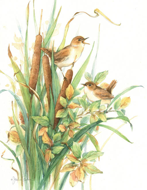 “Marsh Wrens” by Julie Paton.