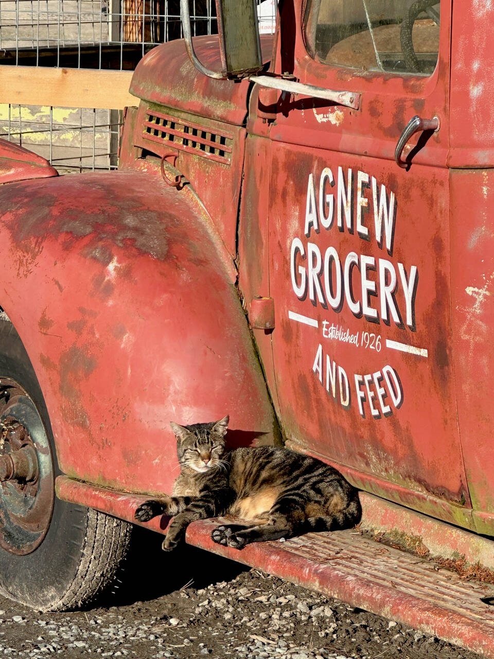 Massey-Ferguson, nicknamed “Fergie,” prepares for the upcoming Agnew Grocery and Feed Tractor Parade with an afternoon nap. The parade is scheduled for Dec. 14, starting at the Agnew Grange on Barr Road at 4:30 p.m. and ending at Agnew Grocery on Old Olympic Highway by 6 p.m. Information on how to enter and a route map are available online at the Agnew Grocery and Feed Facebook page. (Kip Tulin)