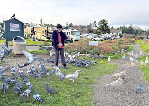 Iris McNerney of from Port Townsend is like a pied piper at the Port Hudson Marina. When she shows up with a bag of wild bird seed, pigeons land and coo at her feet. McNerney has been feeding the pigeons for about a year and they know her car when she parks. Gulls have a habit of showing up too whenever a free meal is available. (Steve Mullensky/for Peninsula Daily News)