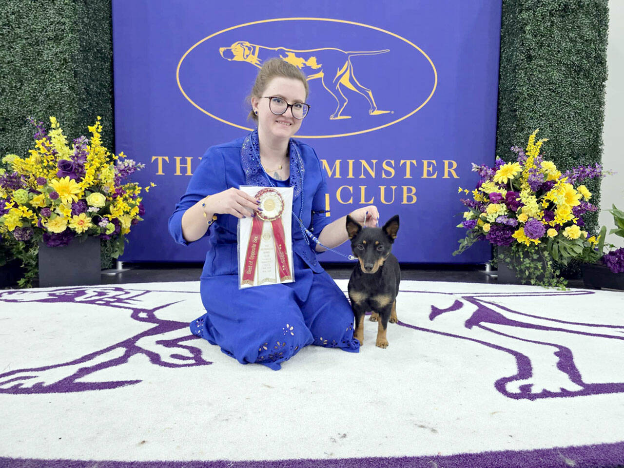 Port Angeles-owned Lancashire Heeler “Ki” poses with handler and co-owner Chelsy Pendleton of Utah with their ribbon. Ki placed as Best of Opposite Sex at the 149th annual Westminster Kennel Club Dog Show.