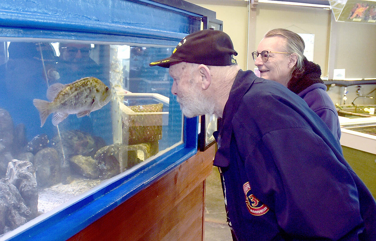 Steven Becker and Delma Morrison, both of Sequim, peer into a display tank on Friday at the Feiro Marine Life Center at Port Angeles City Pier. The center features a wide variety of sea creatures on display as well as touch tanks and educational exhibits. (Keith Thorpe/Peninsula Daily News)