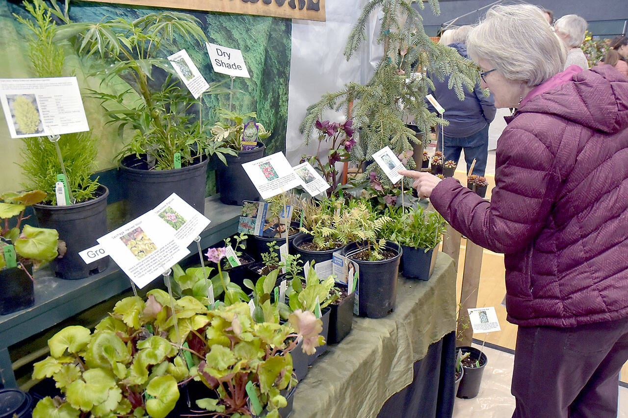 Mary Ann Dangman of Sequim reads a plant description at a vendor booth for One Earth Botanical of Camas at the 26th annual Soroptimist Gala Garden Show at the Sequim Boys & Girls Club. The event on Saturday featured numerous display and vendor booths devoted to plants, gardening and outdoor activities, as well as a slate of guest speakers and workshops. (Keith Thorpe/Peninsula Daily News)