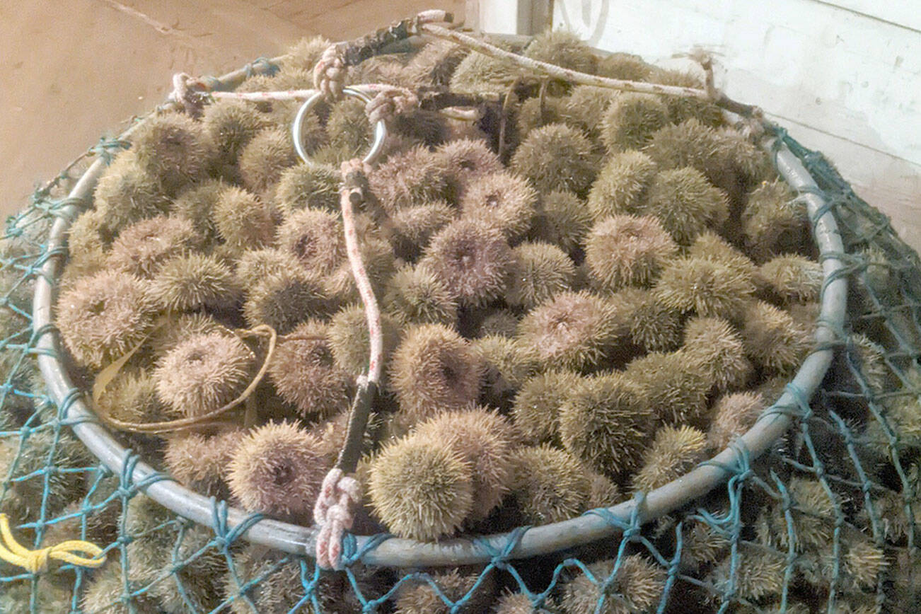 The state Department of Fish and Wildlife seized 1,400 pounds of green sea urchins like these in January that were illegally harvested and offloaded in Port Angeles. A wholesale shellfish company located in the Interstate 5 corridor and the harvester are likely facing fines for a number of infractions, including failing to report the catch. (Washington Department of Fish and Wildlife)