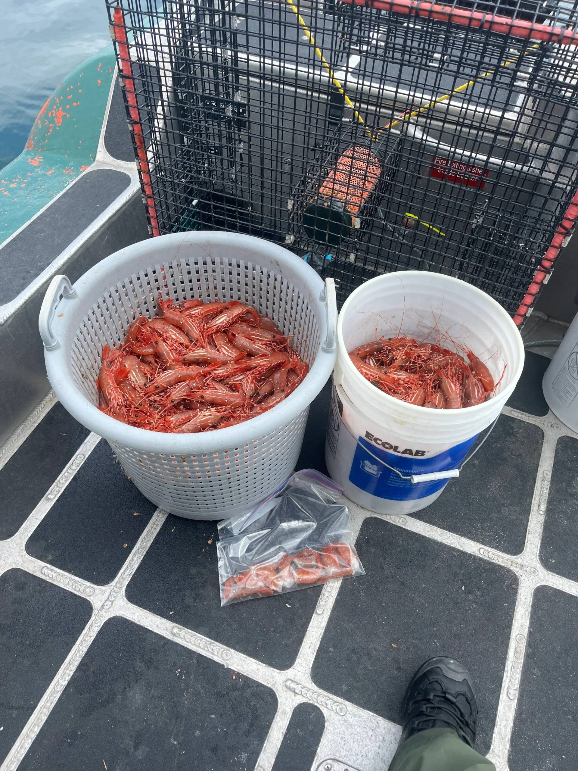 Washington Department of Fish and Wildlife 
A Jefferson County jury returned a guilty verdict in a case concerning spot shrimp unlawfully harvested from Hood Canal in May 2024.