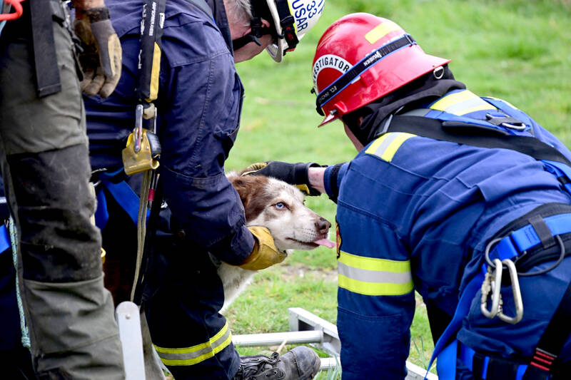 Firefighters rescue a 60-pound husky mix named Rip on Saturday after the dog had fallen down a 10-foot-deep sinkhole. (Clallam County Fire District 2)